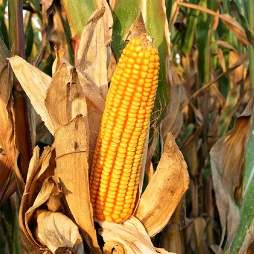 TomorrowSeeds Reid's Yellow Dent Corn Seeds 1/4 Pound Bulk Open