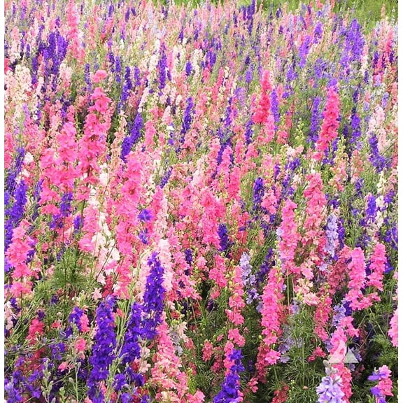 TomorrowSeeds - Rocket Mix Larkspur Seeds - 1200+ Count - For 2026 Planting Delphinium Ajacis