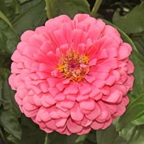 TomorrowSeeds - Rose Pink Zinnia Seeds - 200 Count - For 2025 Planting Heat-Tolerant Long-Lasting