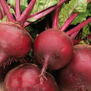 TomorrowSeeds - Ruby Queen Beet Seeds - 300+ Count Packet - Dark Red Blood Turnip Harvard Mangel Beetroot Garden Cold Hardy Root Vegetable Seed Fresh 2024 Season