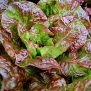 TomorrowSeeds - Ruby Red Lettuce Seeds - 500+ Count Packet - Non GMO Rouge Bronze Loose Leaf Romaine Garden Vegetable Spinach Green Salad Seed 2024
