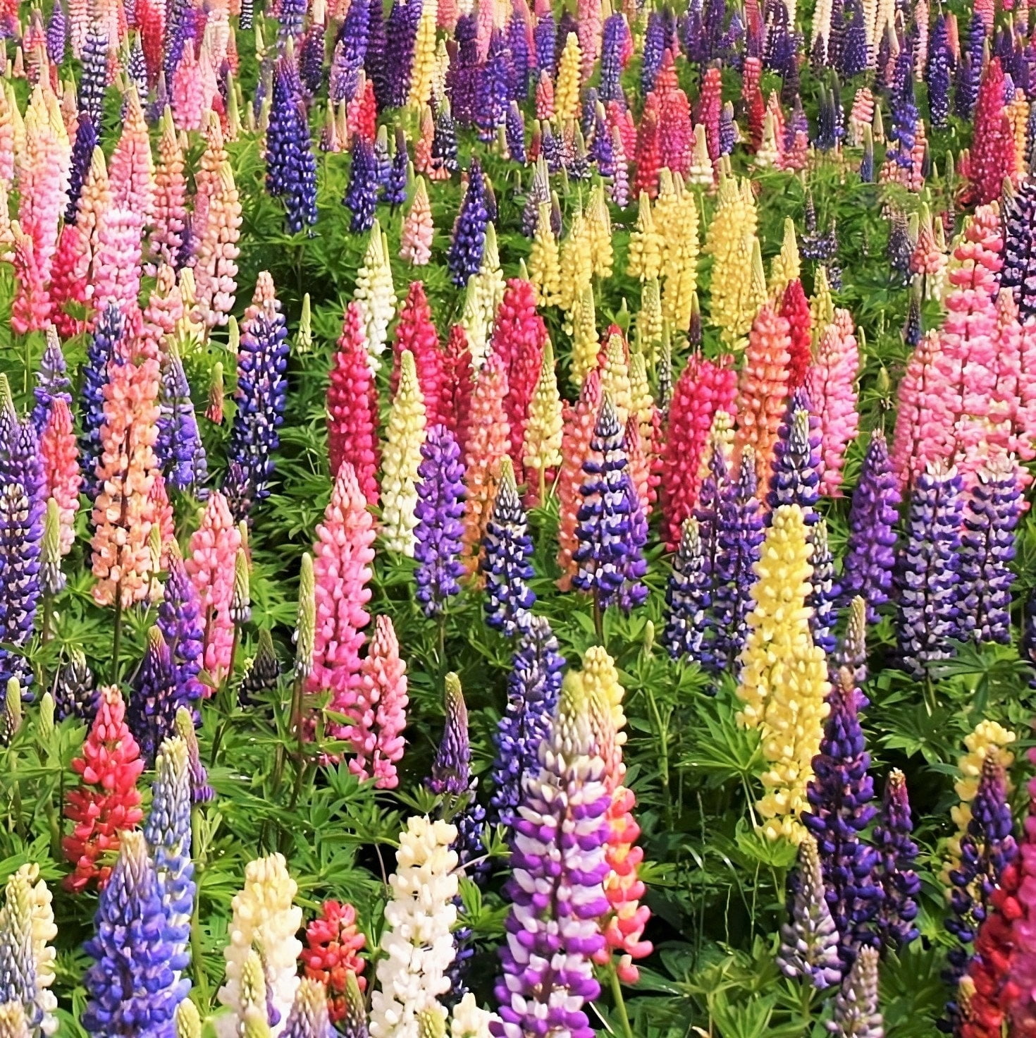 TomorrowSeeds - Russell Mix Lupine Seeds - 100+ Count Packet - Lupinus ...