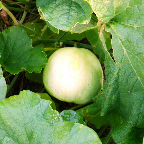 TomorrowSeeds - Sakata's Sweet Asian Melon Seeds - 150+ Count - For 2026 Planting Japanese Conomon