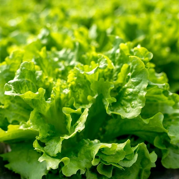 TomorrowSeeds - Salad Bowl Lettuce Seeds - 2000+ Count - For 2026 Planting Non-GMO Garden Spring