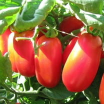 TomorrowSeeds - San Marzano Tomato Seeds - 100  Count - For 2025 Planting Indeterminate Tomatoes