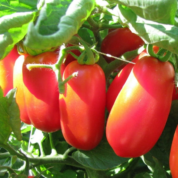 TomorrowSeeds - San Marzano Tomato Seeds - 100+ Count - For 2025 Planting Indeterminate Tomatoes