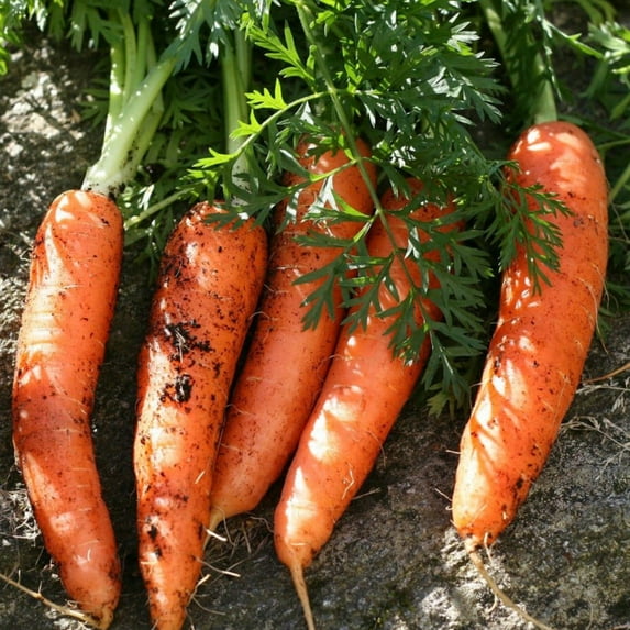 TomorrowSeeds - Scarlet Nantes Carrot Seeds - 5000+ Count - For 2026 Planting Red Parisian French