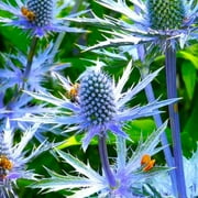 TomorrowSeeds - Sea Holly Seeds - 500+ Count Packet - Eryngium Blue Thistle Hollies Eryng Eryngo Flat Big Glitter Pollinator Perennial Flower Seed For 2024 Season