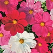 TomorrowSeeds - Sensation Mix Cosmos Seeds - 300+ Count Packet - Fuchsia Pink White Bipinnatus Flowers Drought Tolerant Daisy Wild Flower Seed Non GMO 2023 Season
