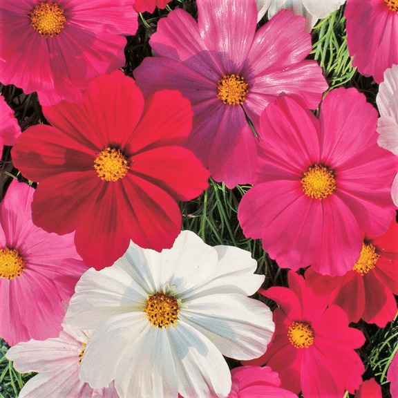TomorrowSeeds - Sensation Mix Cosmos Seeds - 6000+ Count - For 2026 Planting Fuchsia Pink White
