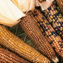 TomorrowSeeds - Shades of Brown Ornamental Corn Seeds - 100  Count - For 2026 Planting Maize Native