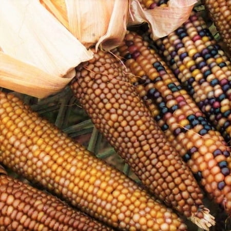 TomorrowSeeds - Shades of Brown Ornamental Corn Seeds - 100+ Count - For 2026 Planting Maize Native