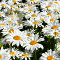 thumbnail image 1 of TomorrowSeeds - Shasta Daisy Seeds - 2000+ Count - For 2026 Planting Classic Snow White, 1 of 9