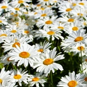 TomorrowSeeds - Shasta Daisy Seeds - 1000+ Count - For 2025 Planting Classic Snow White