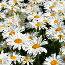 TomorrowSeeds - Shasta Daisy Seeds - 2000  Count - For 2026 Planting Classic Snow White