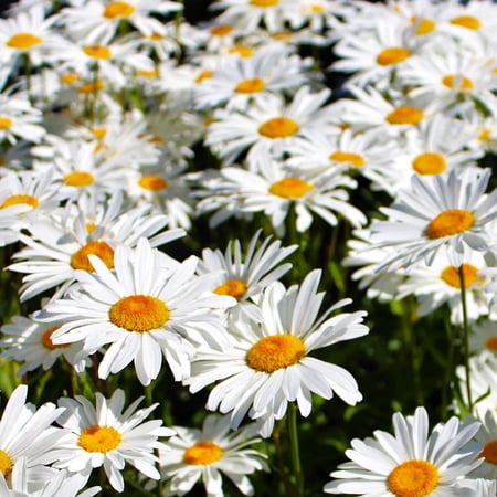 TomorrowSeeds - Shasta Daisy Seeds - 2000+ Count - For 2026 Planting Classic Snow White