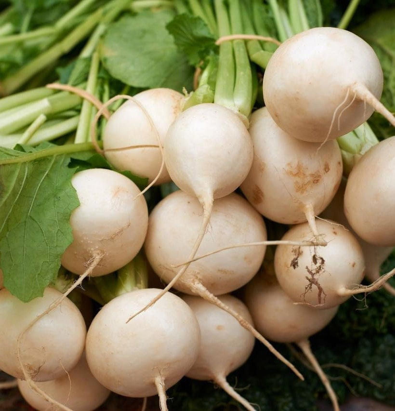 TomorrowSeeds Shogoin Japanese Turnip Seeds 1500+ Count Packet