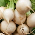 thumbnail image 1 of TomorrowSeeds - Shogoin Turnip Seeds - 12,000+ Count - For 2026 Planting White Japanese Hakurei, 1 of 11