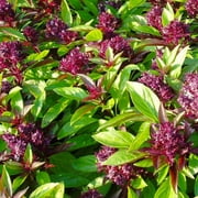 TomorrowSeeds - Siam Queen Thai Basil Seeds - 500+ Count Packet - Horapha Bai Krapao Planting Herb Garden Purple Flower USA Asian Seed For 2024 Season