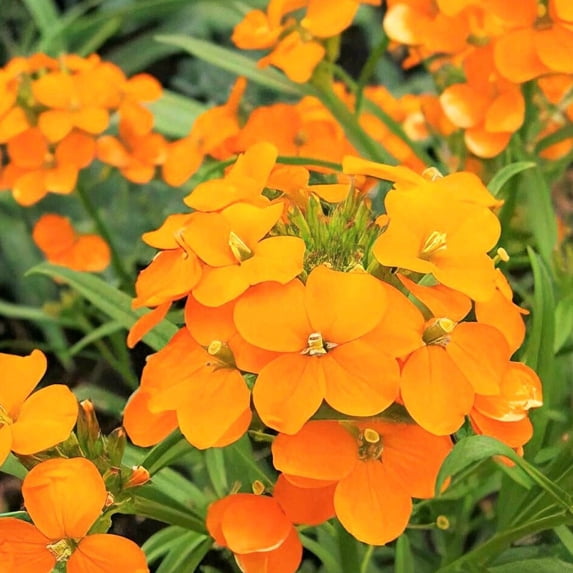 TomorrowSeeds - Siberian Wallflower Seeds - 6000+ Count - For 2026 Planting Cheiranthus Allionii