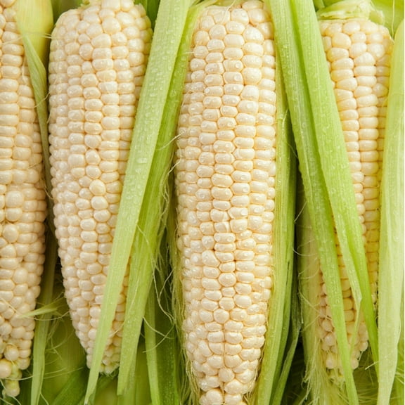 TomorrowSeeds - Silver Queen Sweet Corn Seeds - 30+ Count - For 2025 Planting Untreated Hybrid