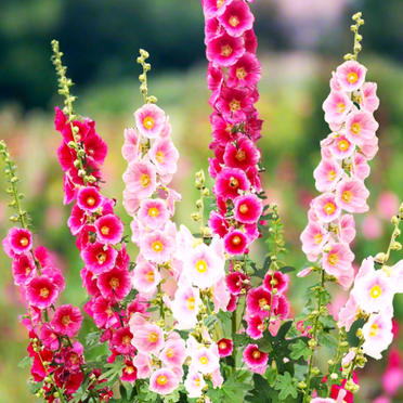 TomorrowSeeds - Single-Flowered Mix Hollyhock Seeds - 100+ Count - For 2025 Planting Alcea Rosea