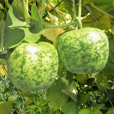 TomorrowSeeds - Small Apple Gourd Seeds - 50+ Count - For 2025 Planting Ornamental Gourds Green