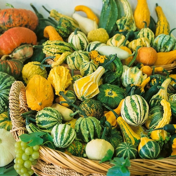 TomorrowSeeds - Small Mix Ornamental Gourd Seeds - 30+ Count - For 2025 Planting USA Garden Fall