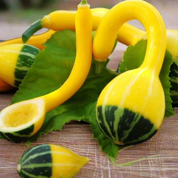TomorrowSeeds - Small Spoon Ornamental Gourd Seeds - 30+ Count - For 2025 Planting Bicolor Yellow