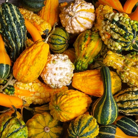 TomorrowSeeds - Small Warted Indy Mix Ornamental Gourd Seeds - 50+ Count - For 2025 Planting