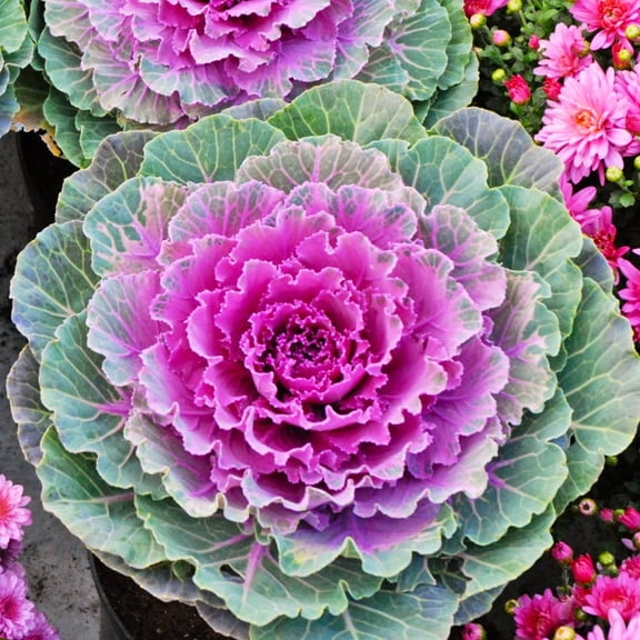 TomorrowSeeds - Smooth Mix Ornamental Cabbage (Kale) Seeds - 1000+ Count - For 2026 Planting