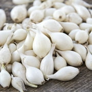 TomorrowSeeds - Snowball White Onion Sets (Starter Bulbs) For Planting Gardening Pearl Onions Set Scallions Noon Day Neutral Seed Fresh For 2024 - 1/2 Pound