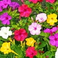 thumbnail image 1 of TomorrowSeeds - Solid Colors Mix Four O' Clock Seeds - 50+ Count - For 2025 Planting Mixed Pink, 1 of 9