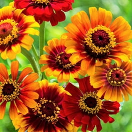 Ferry-Morse 400MG Zinnia Lilliput Mixed Colors Annual Flower