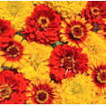 thumbnail image 1 of TomorrowSeeds - South of the Border Mix Zinnia Seeds - 1200+ Count - For 2026 Planting Sombrero, 1 of 4
