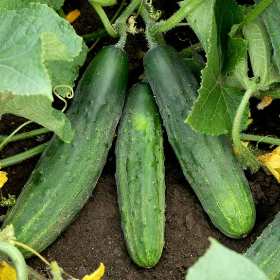 TomorrowSeeds - Spacemaster 80 Cucumber Seeds - 100+ Count - For 2026 Planting Bush Type For Smalls