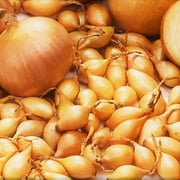 TomorrowSeeds - Spanish Globe Onion Sets (Bulbs) For Planting Gardening Sweet Yellow Golden Long Day Northern Scallion Onions Set Seed 2025 - 25+ Count