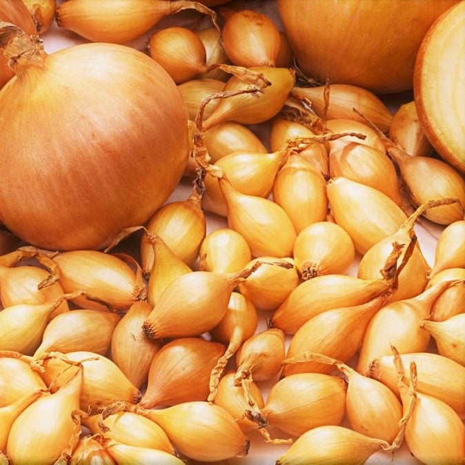 Snowball White Onion Sets (Bulbs) – Day Neutral, Fast-Growing, 2025 Seeds, USA Grown