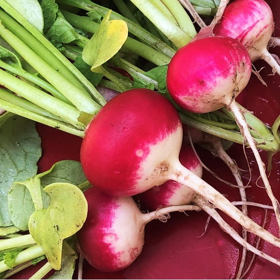 TomorrowSeeds - Sparkler Radish Seeds - 2700+ Count - For 2026 Planting USA Garden Vegetable Red