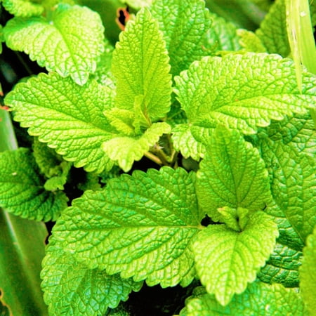 TomorrowSeeds - Spearmint Seeds - 5000+ Count - For 2026 Planting Non-GMO Heirloom Herb Garden