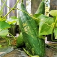 thumbnail image 1 of TomorrowSeeds - Sponge Luffa Gourd Seeds - 20+ Count - For 2025 Planting Smooth Dishcloth Dish Rag, 1 of 9