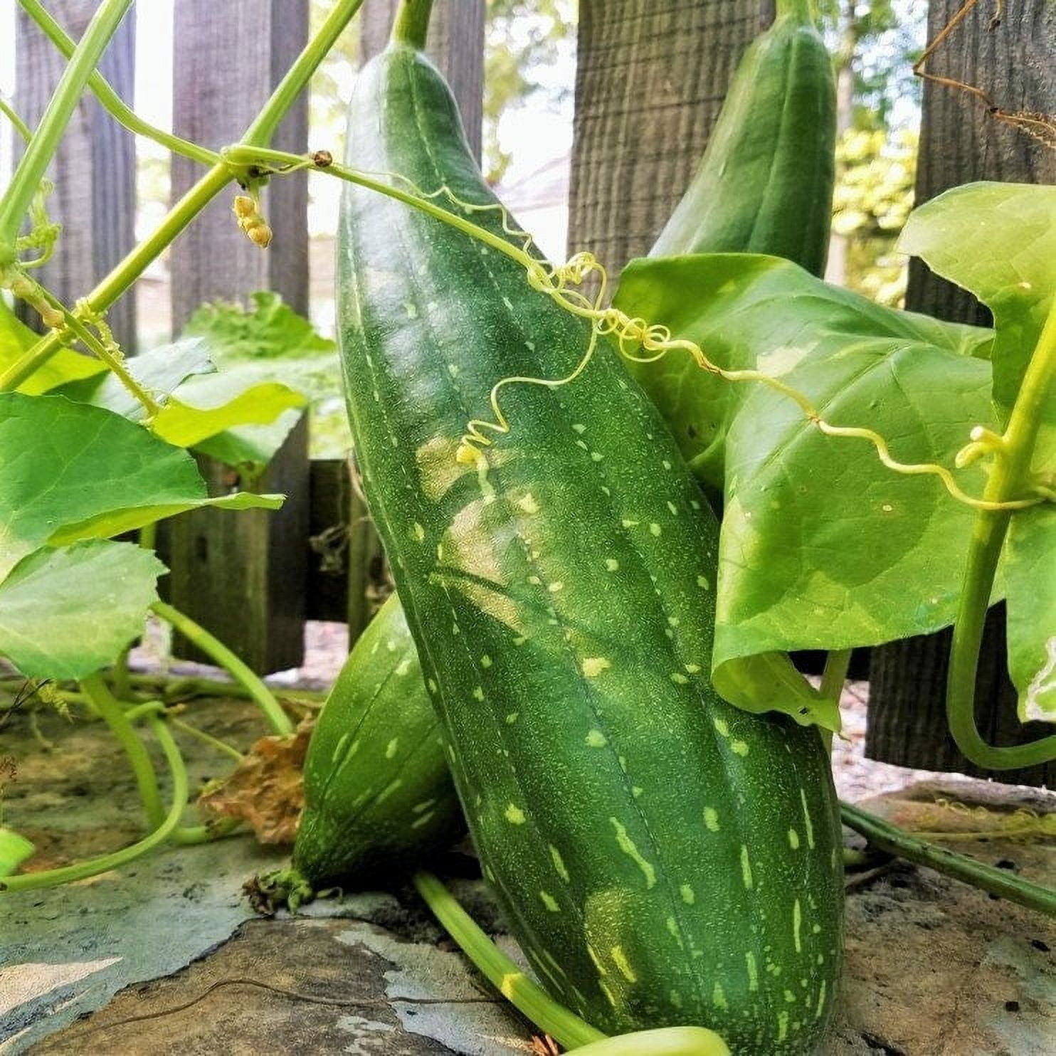 TomorrowSeeds Sponge Luffa Gourd Seeds 60 Count Packet Smooth tomorrowseeds-sponge-luffa-gourd-seeds-60-count-packet-smooth