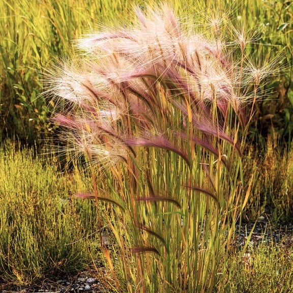 TomorrowSeeds - Squirrel Tail Grass Seeds - 4500+ Count - For 2026 Planting Foxtail Barley Bobtail