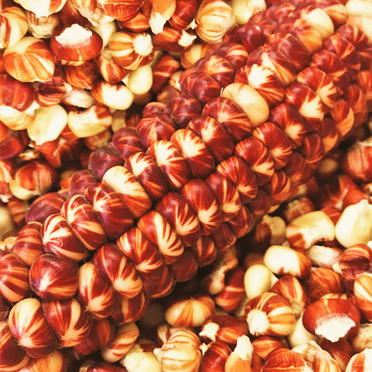 TomorrowSeeds - Starburst Manna Ornamental Corn Seeds - 30+ Count - For 2025 Planting Red White