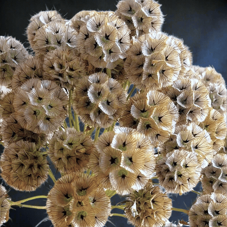 TomorrowSeeds - Starflower Pincushion (Drumstick) Seeds - 50+ Count - For 2026 Planting Lomelosia