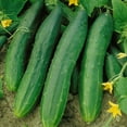 thumbnail image 1 of TomorrowSeeds - Straight Eight Cucumber Seeds - 300+ Count - For 2026 Planting AAS Winner Perfect, 1 of 10