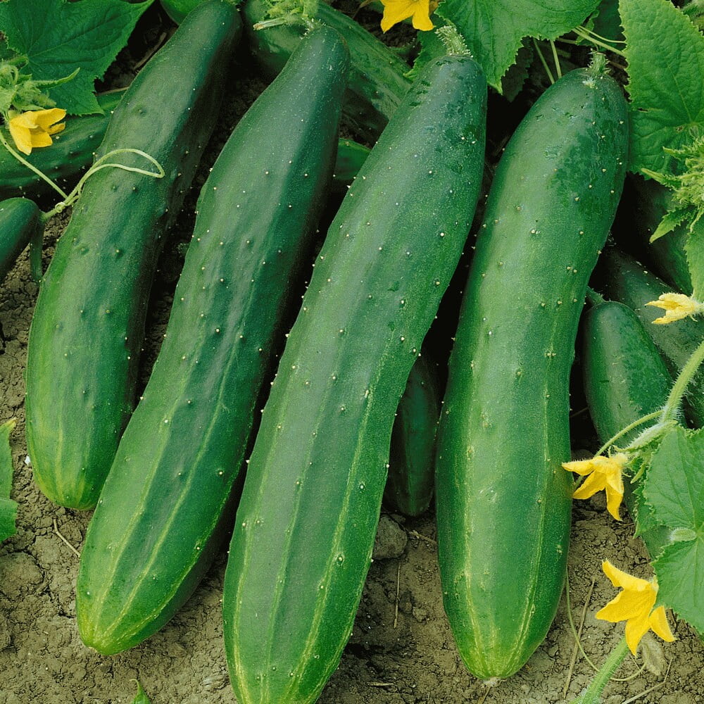 TomorrowSeeds Straight Eight Cucumber Seeds 30+ Count Packet AAS