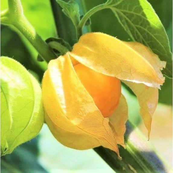 TomorrowSeeds - Strawberry Ground Cherry Seeds - 200+ Count - For 2026 Planting Orange Yellow