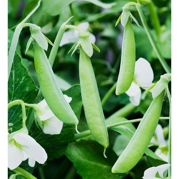 TomorrowSeeds - Sugar Ann Snap Pea Seeds - 30+ Count - For 2025 Planting USA Garden Vegetable Asian