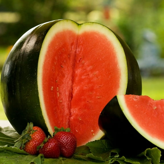 TomorrowSeeds - Sugar Baby Watermelon Seeds - 60+ Count - For 2025 Planting Mini Picnic Icebox